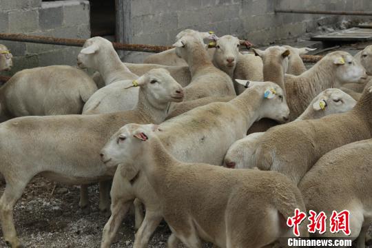 隔离场内的杜泊种羊。贵州检验检疫局 供图