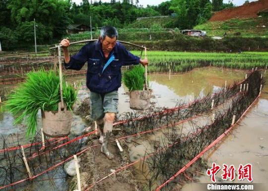 农户正在种稻 梁前坤 摄