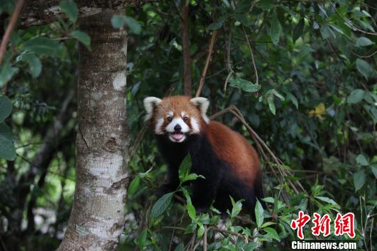 图为正在休息的小熊猫嘟嘟　钟欣　摄